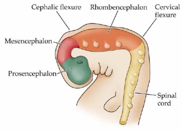 curve in midbrain of the embryo that positions the forebrain ventrally