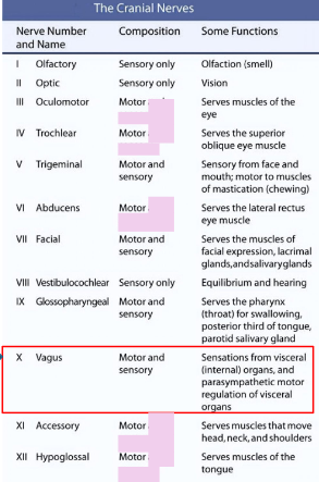 <p>Sensory, motor, special sense innervation to head/neck.</p>