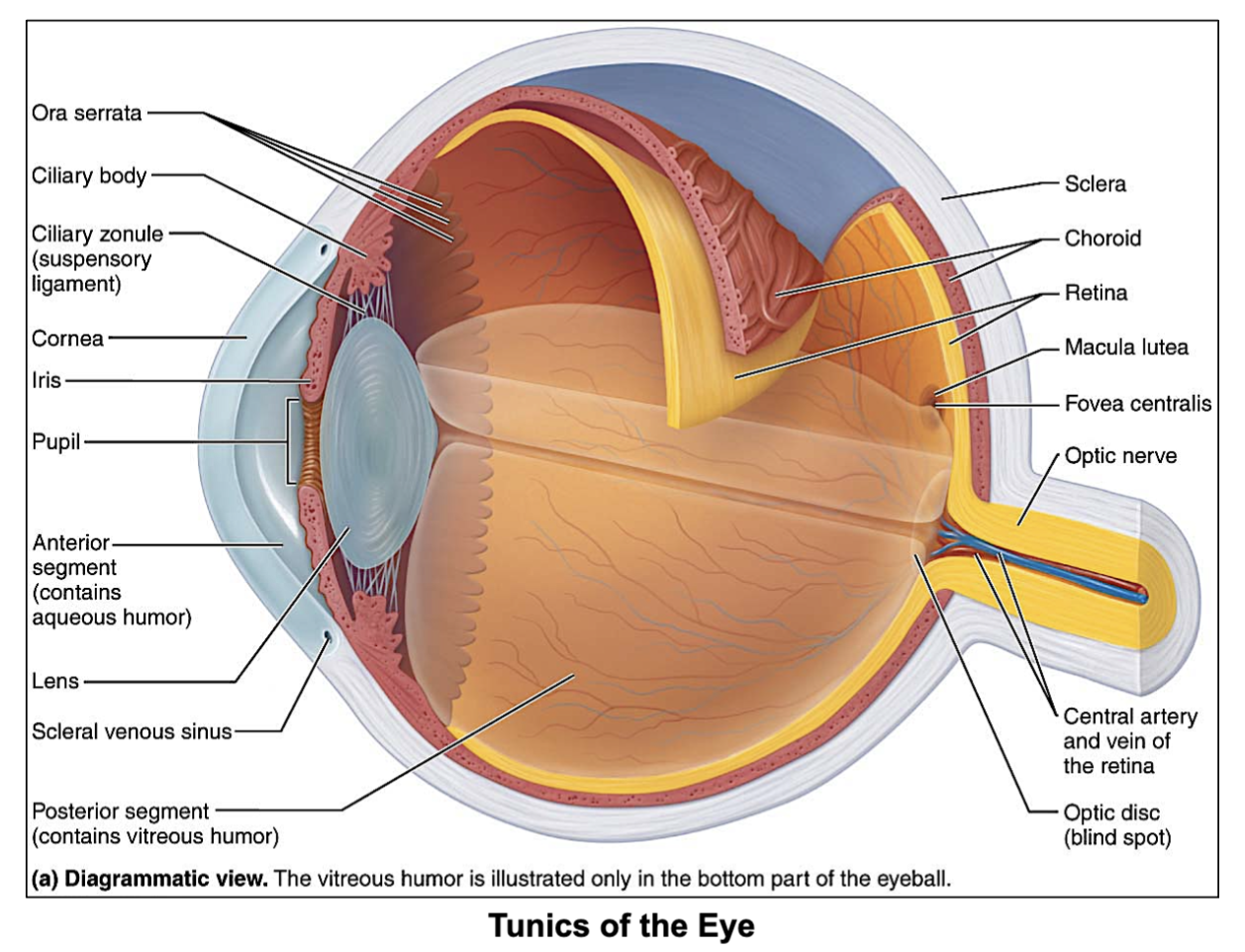<p>this is the <strong>outermost</strong> layer of the eye, and it contains the <strong>Sclera</strong> &amp; <strong>Cornea </strong>(transparent layer that let’s light in)</p>