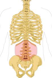 <p>what is the anatomical name for this part?</p>