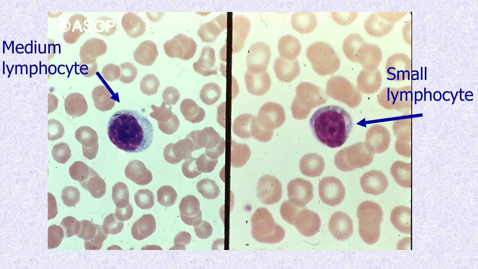 <p>What cell types are shown?</p>
