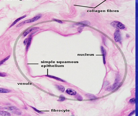 <p>•Tapetează lumenul vaselor sanguine și limfatice</p><p>se numește <strong><em>endoteliu</em></strong></p><p>celule: poligonale si aplatizate, cu nucleul centrat, turtit</p>