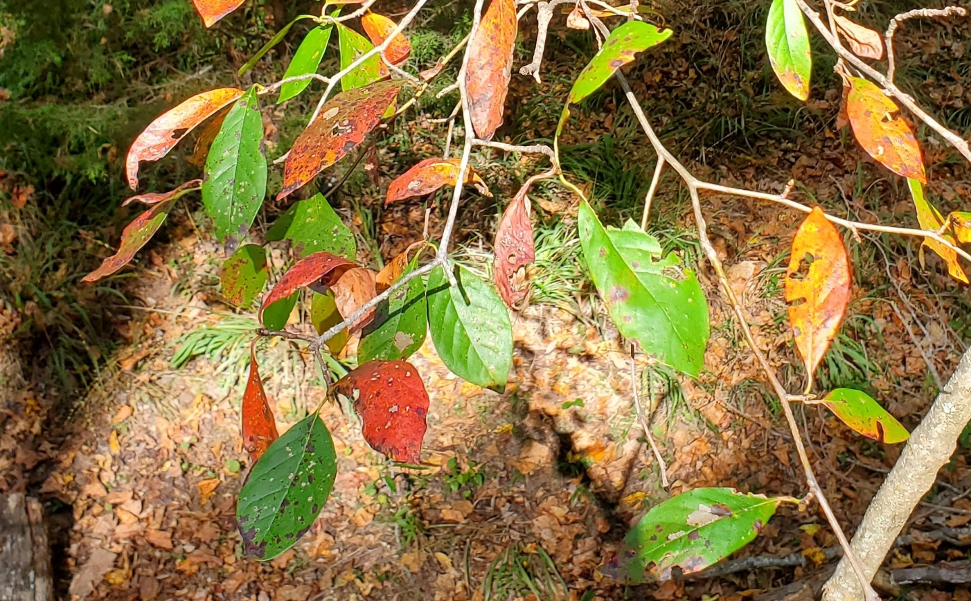 <p>What is the species?</p>