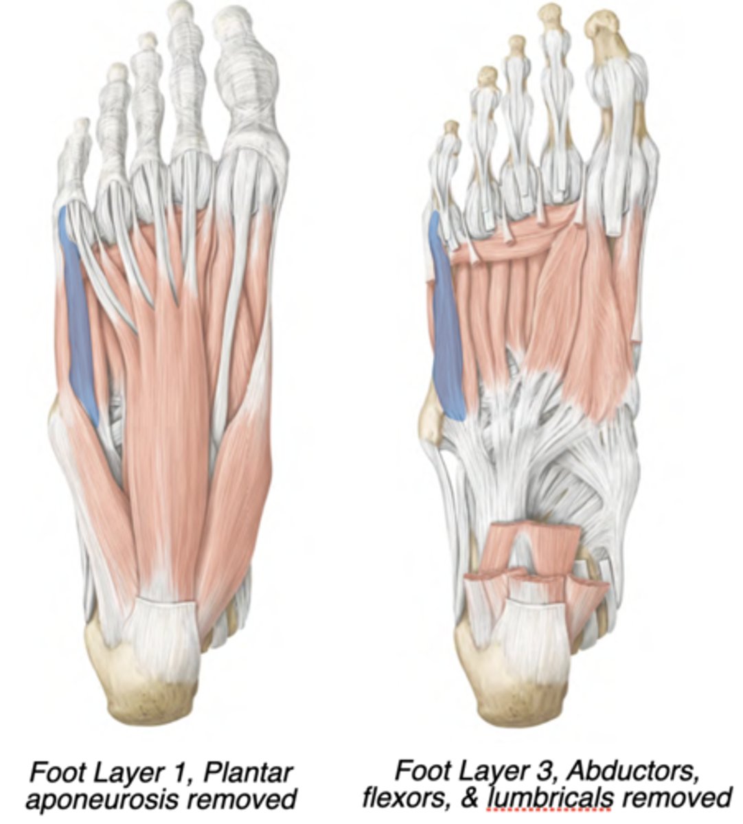 <p>Lateral compartment</p><p>-lateral plantar nerve</p><p>-Flexes digit 5</p><p>-prox: Base of fifth metatarsal</p><p>-distal: Base of fifth proximal phalanx</p>