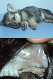 <p><span style="background-color: transparent;"><strong><span>Hookworms</span></strong></span></p>