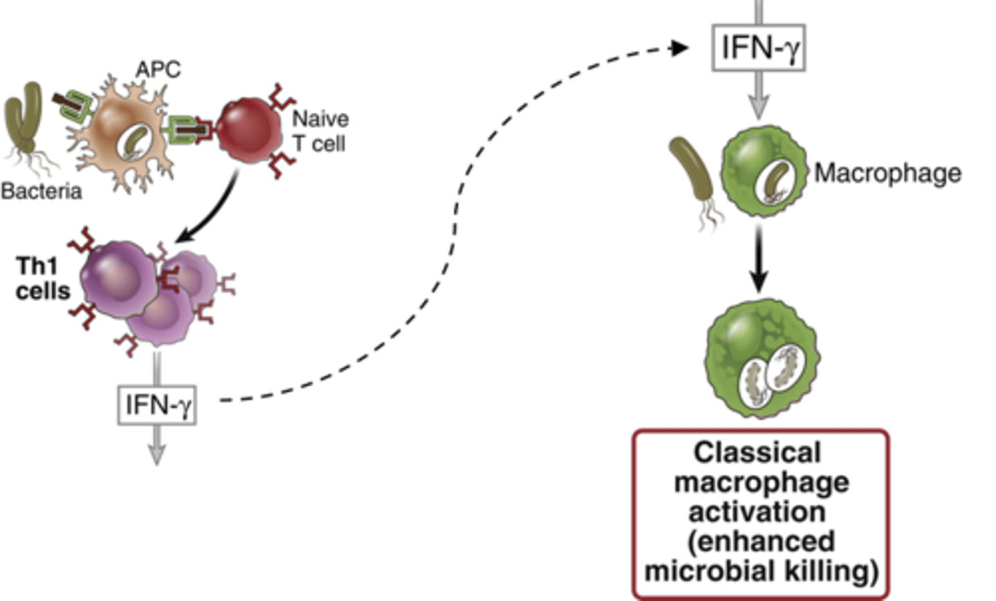 <p>activates macrophages by producing NK cells</p>