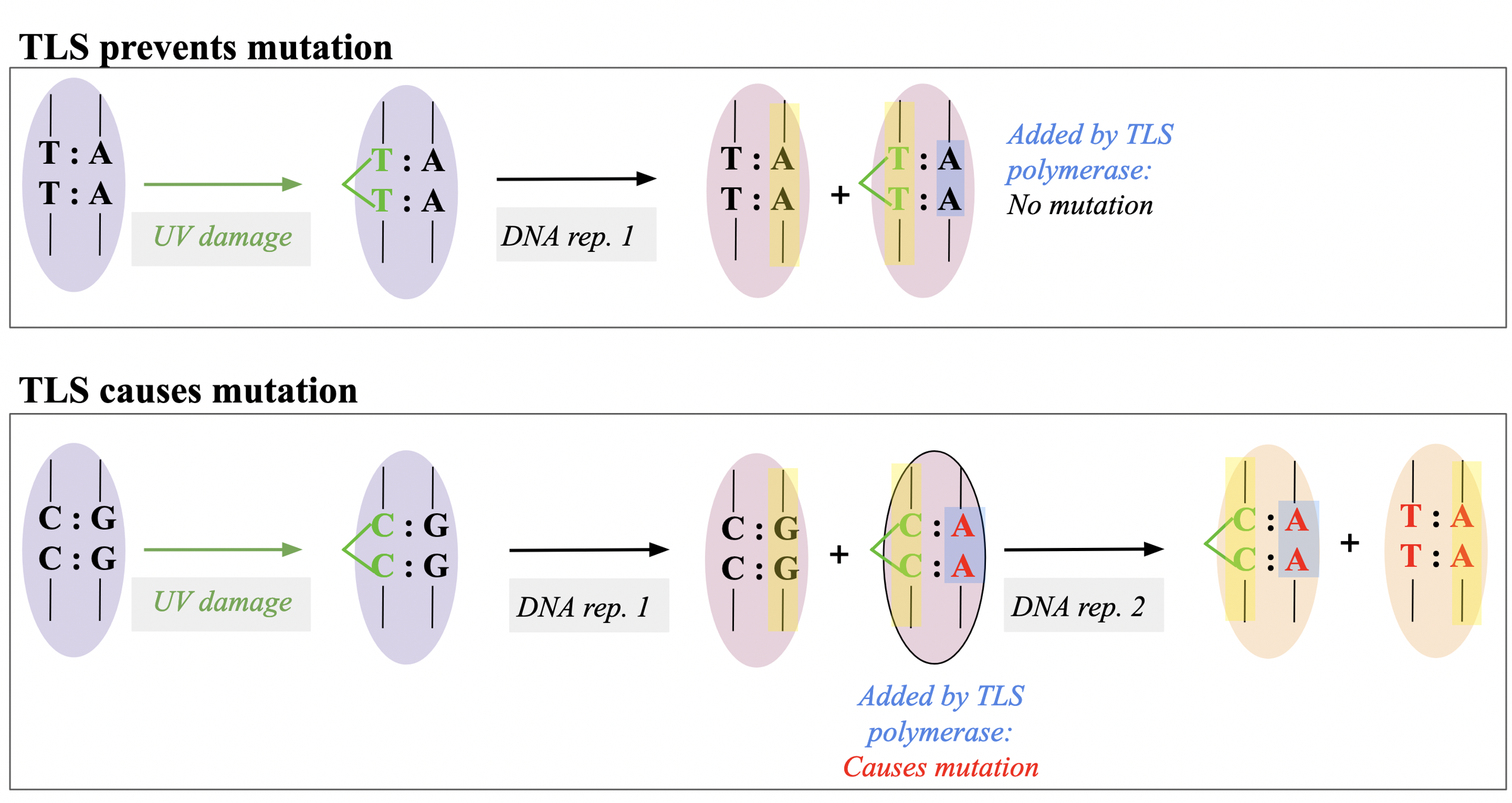 <p><span>involves any other pyrimidine combination (CC, TC, CT).</span></p>