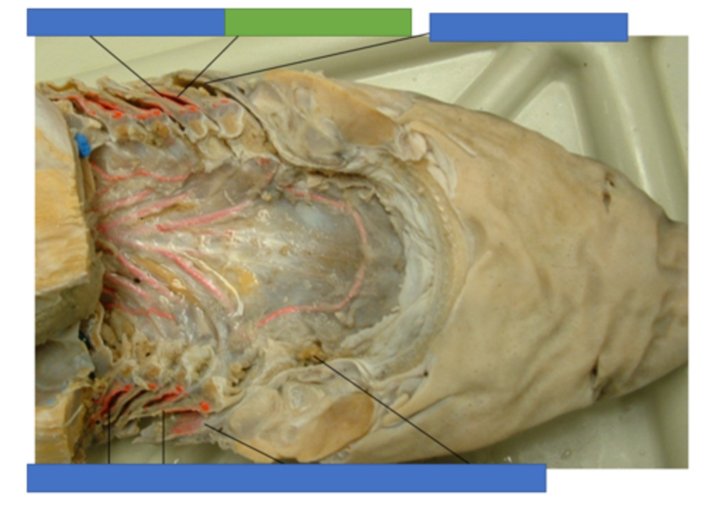 <p>Pretrematic Demibranch</p>
