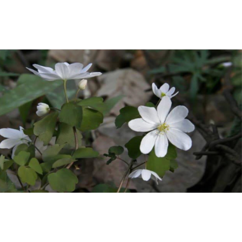 <p>Why is this flower incomplete?</p>