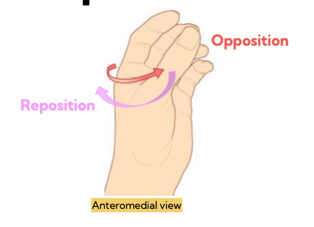 <p>pink- reposition</p><p>red- opposition</p>