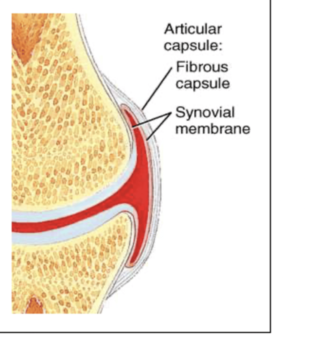 <p>outer fibrous layer made of dense regular CT, providing structural stability</p><p>inner synovial membrane that secretes synovial fluid into the joint</p>