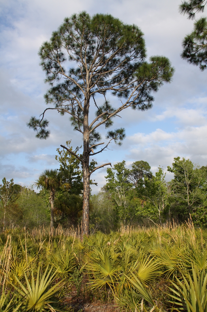 <p>South Florida Slash Pine</p>