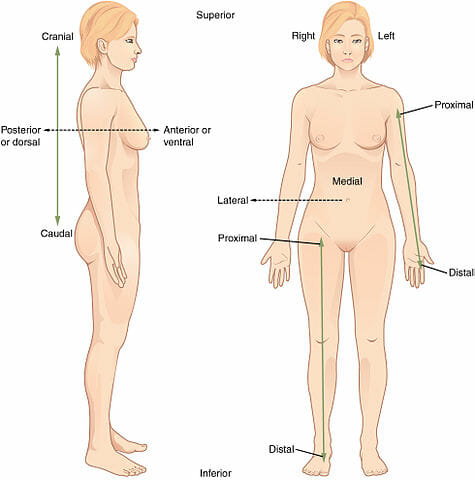 Standing, arms to side, palms facing forward, fingers relaxed.