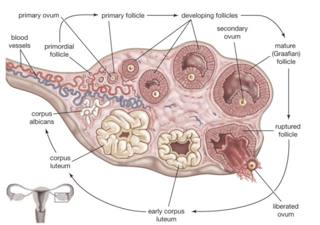 <ul><li><p>Ejection of oocyte from ripening follicle </p></li><li><p><span style="color: blue;"><strong>Corpus luteum</strong></span> develops from ruptured follicle after ovulation </p></li></ul><p></p>