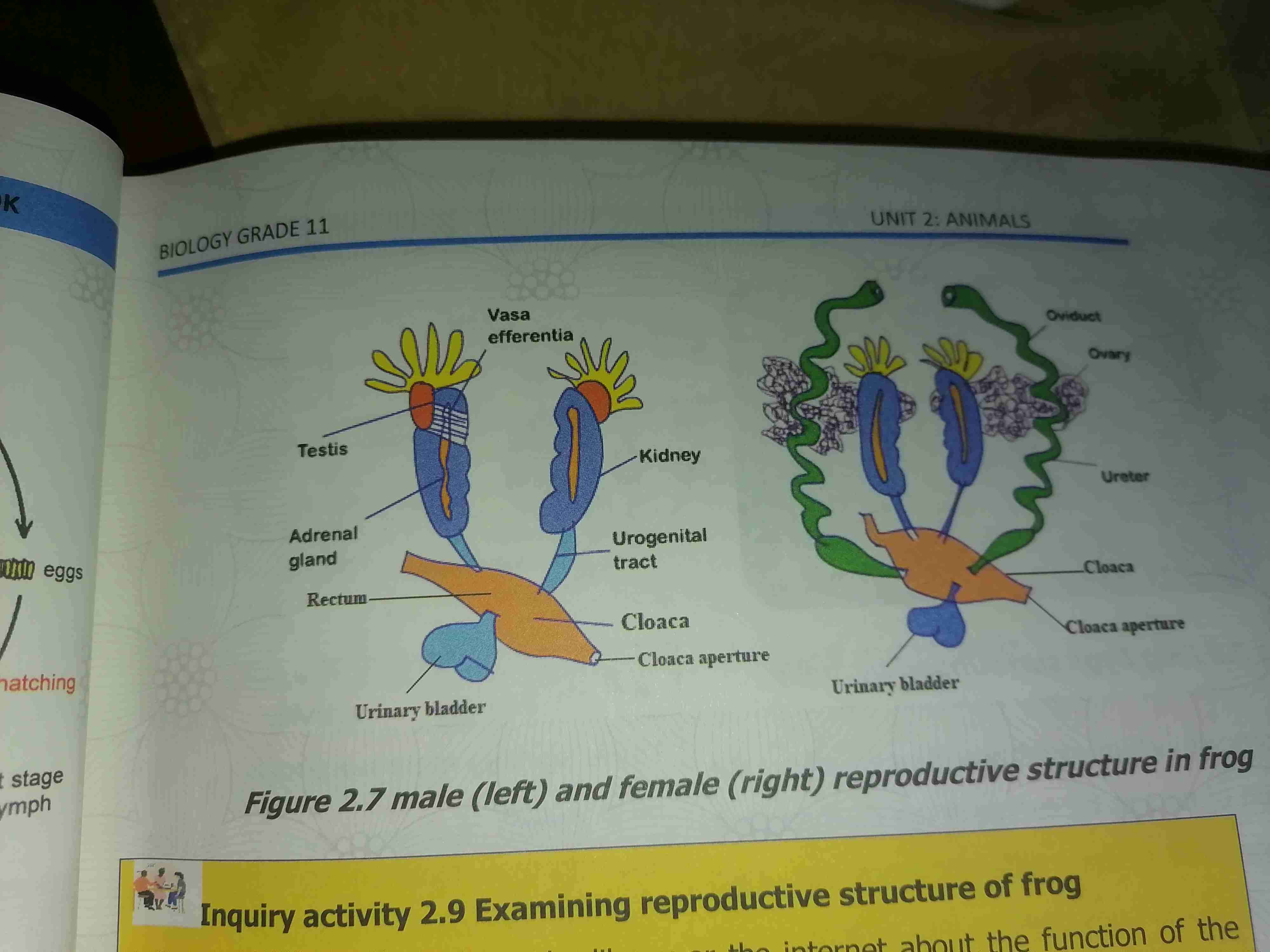 <p>Sexually most are external both release to the water and some are internal</p><p>Unlike bird their eggs do not produce amniotic eggs</p><p>They covered by jelly like substance and it's functional is they must lay their eggs in water to protect them from drying out</p><p>Frog lay large number of egg in same place at the same time</p><p>In Process of metamorphosis after fertilzation</p><p>Frog go through larval stage which is different from adult form</p><p>Zygote develop into larval stage called tadpole that is also different from adult frog</p>