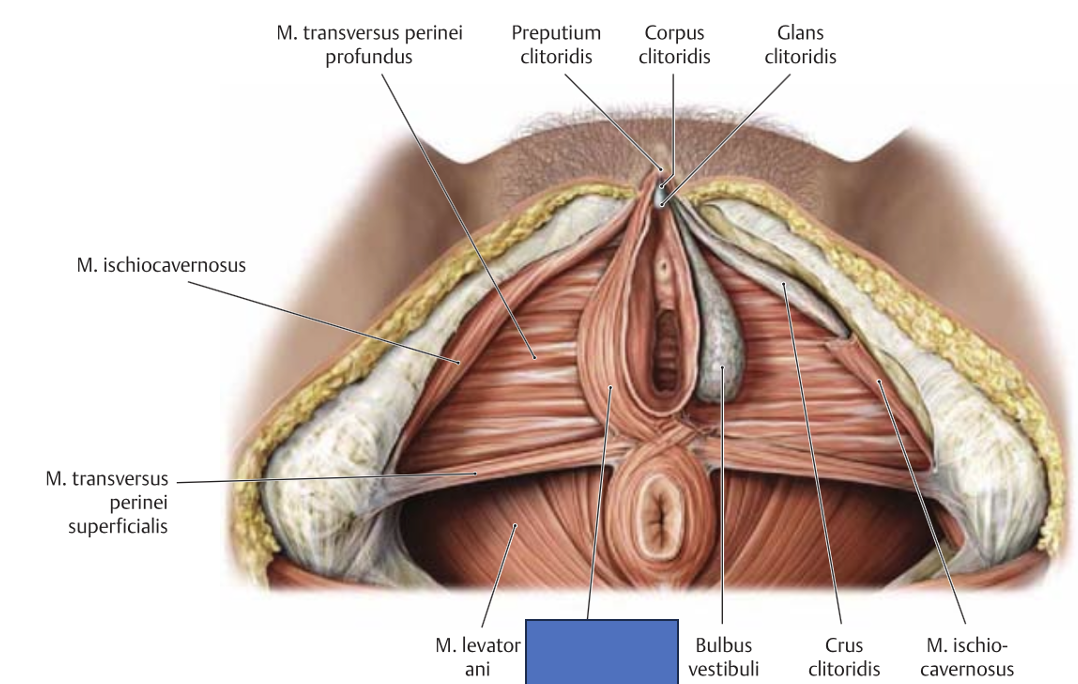 <p>m. bulbuspongiosus</p>