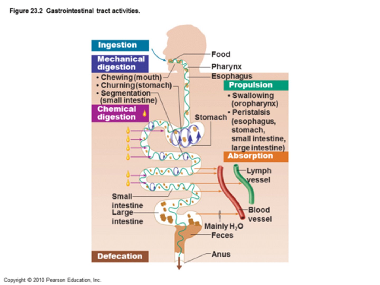 <p>1. Ingestion=eating</p><p>2. Propulsion=move food</p><p>3. Mechanical breakdown</p><p>4. Digestion=break apart molecules</p><p>5. Absorption=nutrients into bloodstream</p><p>6. Defecation=poop</p>