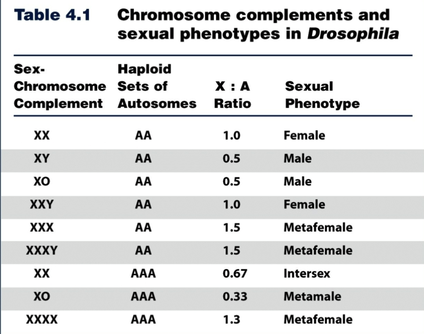 <p>Follows XX and XY but the <strong>Y does </strong><span style="color: red"><strong>NOT</strong></span><strong> play a role in sex determination</strong></p><ul><li><p>based on the ratio of proteins coming from X chromosomes and proteins made by the autosomes</p><ul><li><p>1:1 is female </p></li><li><p>Less than 1:1 is male</p></li></ul></li></ul><p></p>