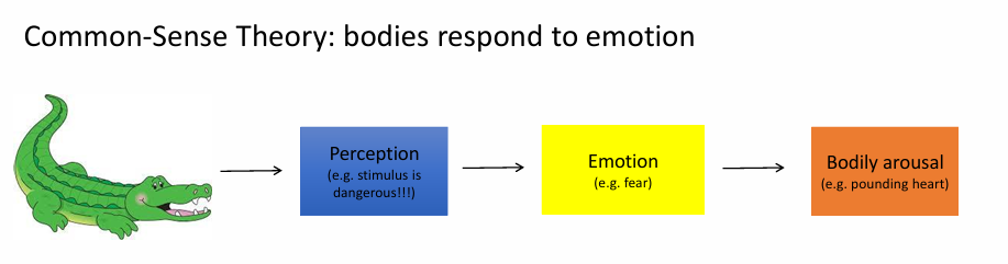 <p>bodies respond to emotion</p><p>Perception (e.g. stimulus is dangerous!!) —&gt; emotion (e.g. fear) —&gt; bodily arousal (e.g. pounding heart)</p><ul><li><p>we perceive, provoking an emotion, leading to a body response</p></li></ul><p></p>