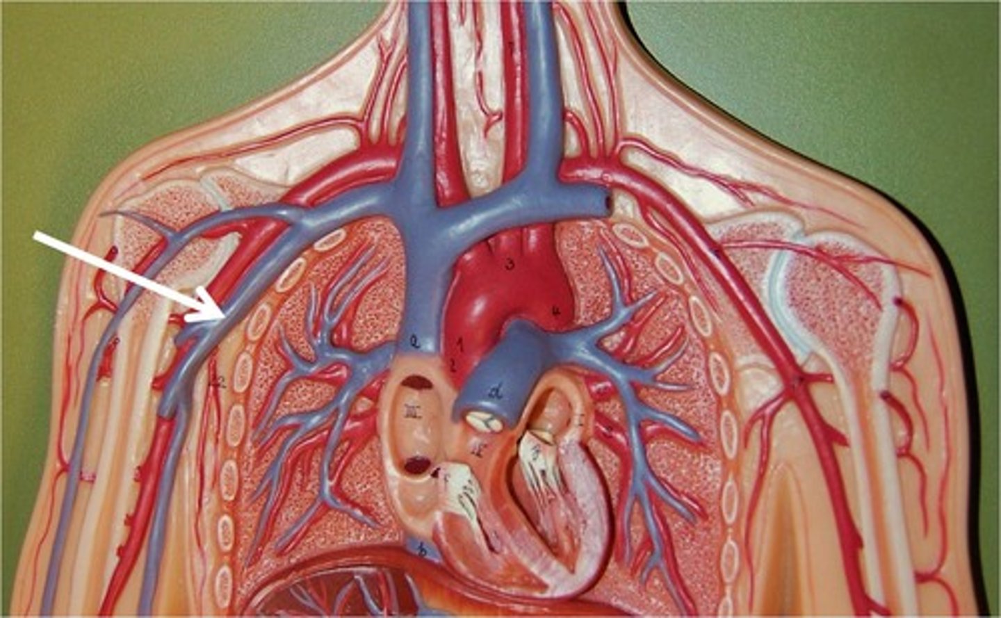 <p>These veins carry blood from the forelimbs and join with the subscapular veins to form the subclavian vein.</p>
