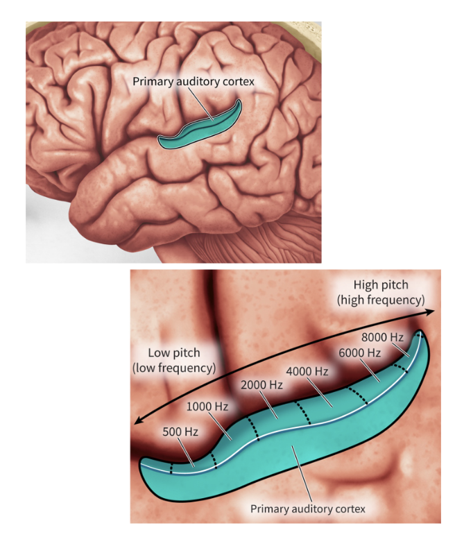 <p>contains place-frequency maps</p>