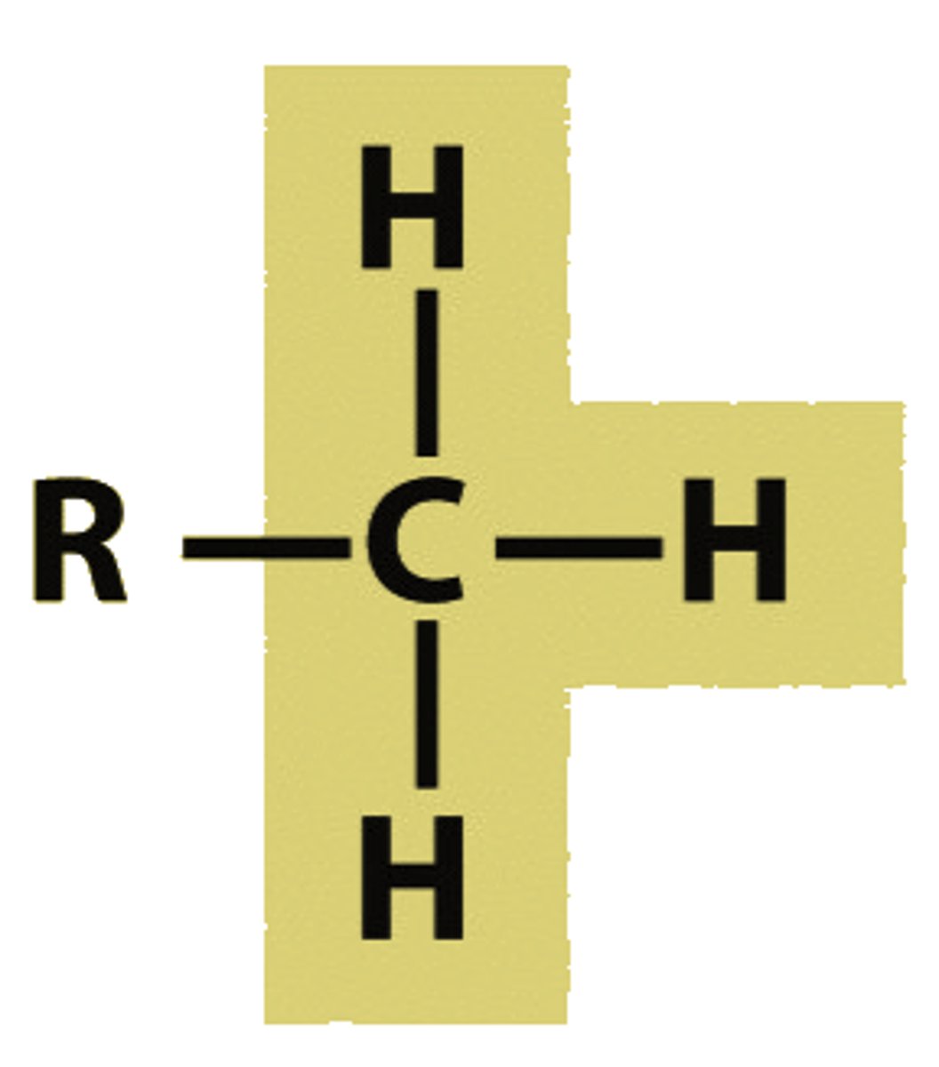 <p>carbon attached to 3 hydrogens</p>