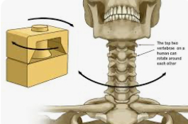 <p>ROM is rotation </p><p>Skull/neck and radius/ulna </p>