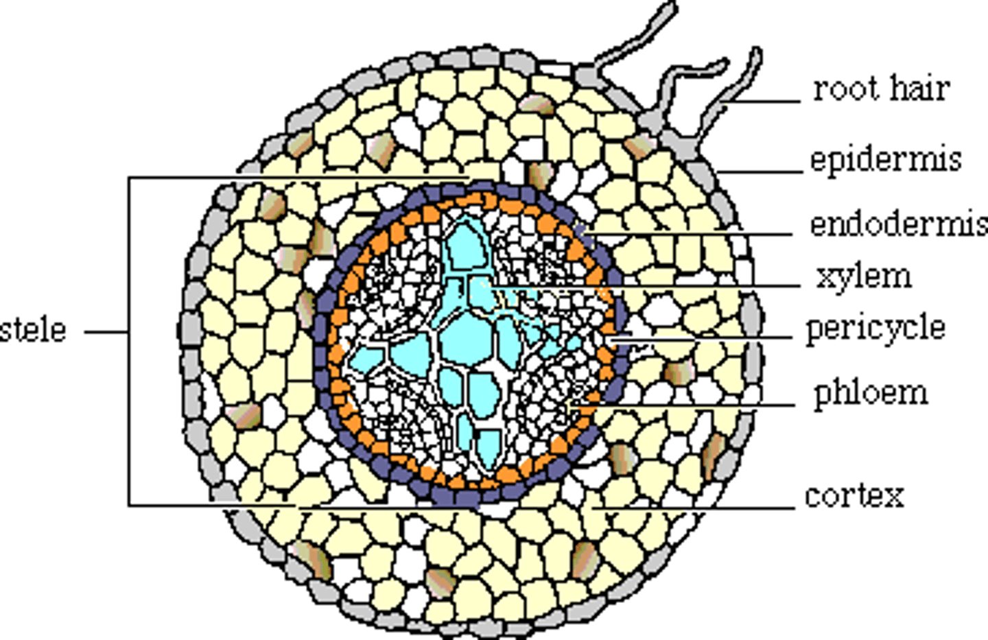 <p>Xylem vessels arranged in an x-shape in centre of vascular bundle, surrounded by phloem. This provides support to withstand pulling forces which roots are exposed. Vascular bundle surrounded by endodermis which is an out layer of cells which supply xylem vessels w/ water. Inside layer of the endodermis is a layer of meristem cells called pericycle.</p>