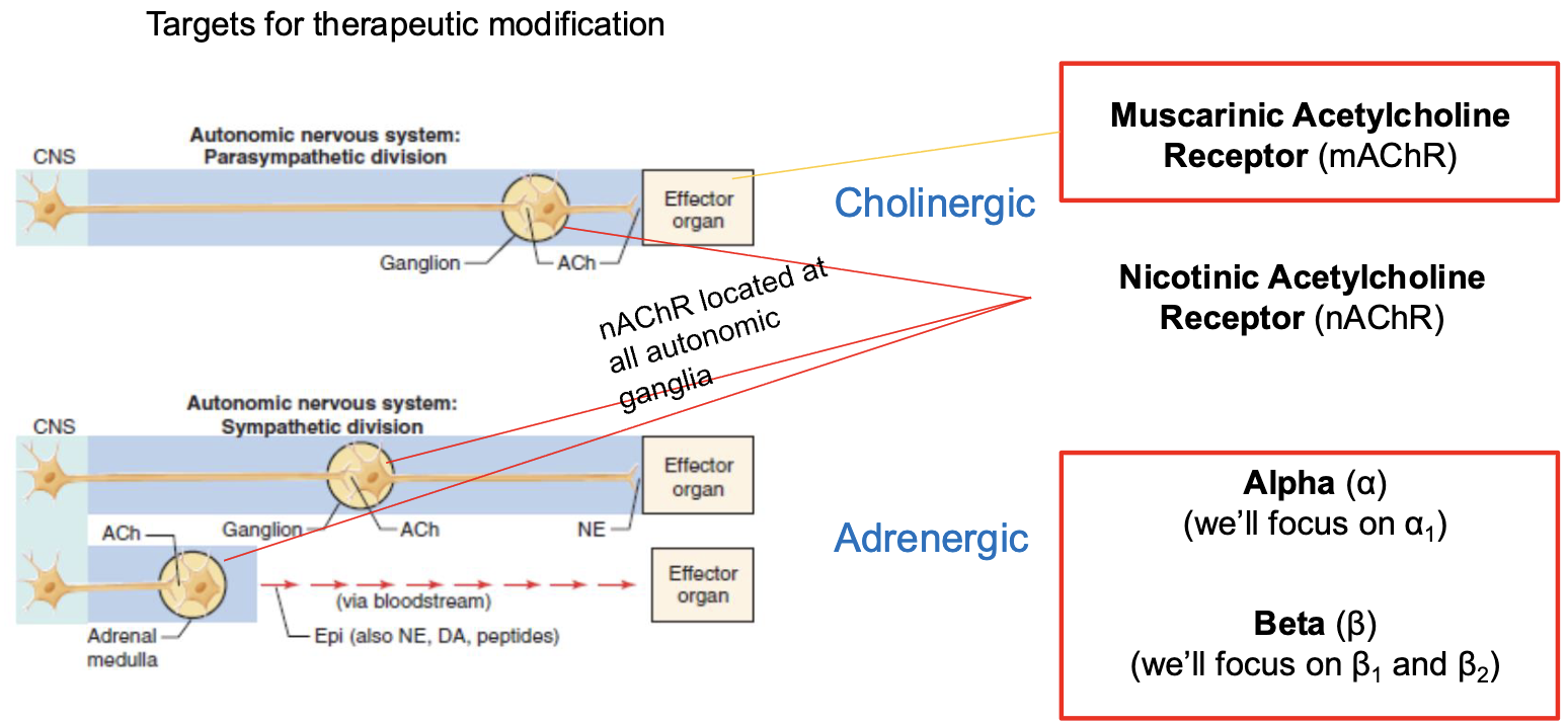 <ul><li><p>muscarinic acetylcholine receptor&nbsp;(mAChR)</p></li><li><p>nicotinic acetylcholine receptor (nAChR)</p></li><li><p>alpha (a)</p></li><li><p>beta (B)</p></li></ul><p></p>