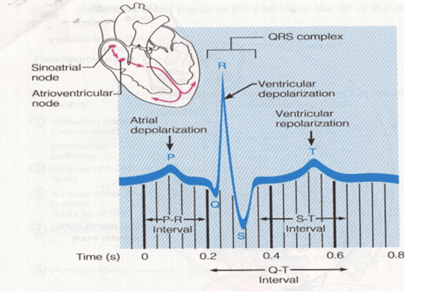 <p>What does the QRS complex represent in a ECG (EKG)? </p>