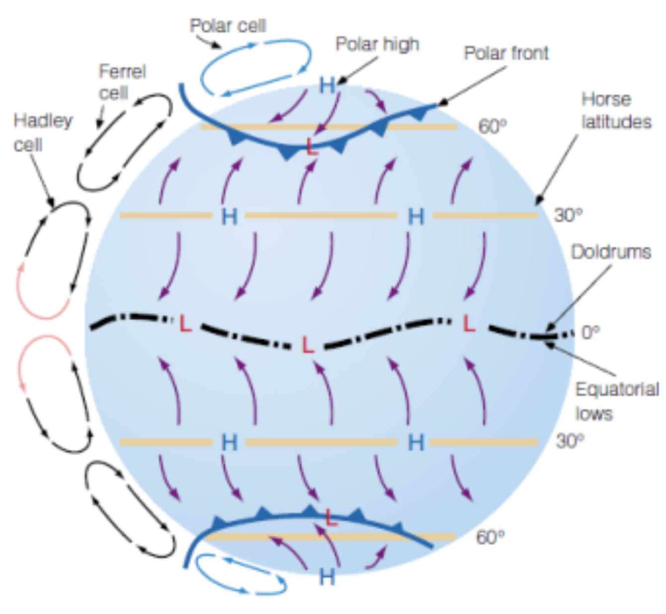 <p><span>Transport heat and influence weather patterns across the globe.&nbsp;</span></p><ul><li><p><strong>Hadley Cells:</strong></p><p>These are located near the equator, characterized by rising warm air, leading to low pressure, and sinking air at around 30° latitude, creating high-pressure zones and deserts.<span>&nbsp;</span></p></li><li><p><strong>Ferrel Cells:</strong></p><p>Situated in the mid-latitudes (between 30° and 60° latitude), these cells are driven by the interaction between the Hadley and Polar cells, resulting in complex circulation patterns and the prevailing westerlies.<span>&nbsp;</span></p></li><li><p><strong>Polar Cells:</strong></p><p>Located near the poles, these cells feature sinking cold air near the poles and rising air around 60° latitude, contributing to the formation of polar easterlies and cold, stable polar climate</p></li></ul><p></p>