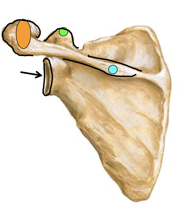 <p>Acromion process</p>