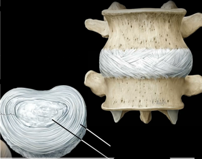 <p>What are these two rings?</p><p></p>