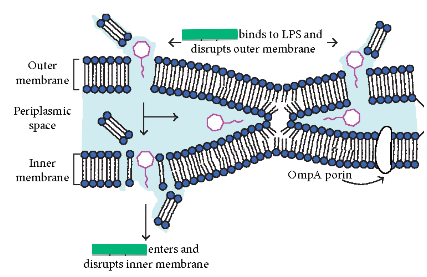 <p>What does polymyxin do?</p>