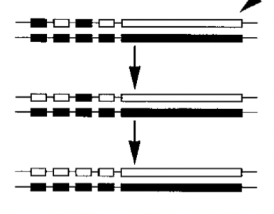 <p>when cis regulatory element involved in duplication..</p><p></p><p>with additional mutation, results in complete loss of new gene</p>