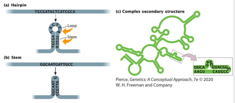 <ul><li><p>complex secondary structure</p></li><li><p>hairpin</p></li><li><p>stem</p></li></ul><p></p>