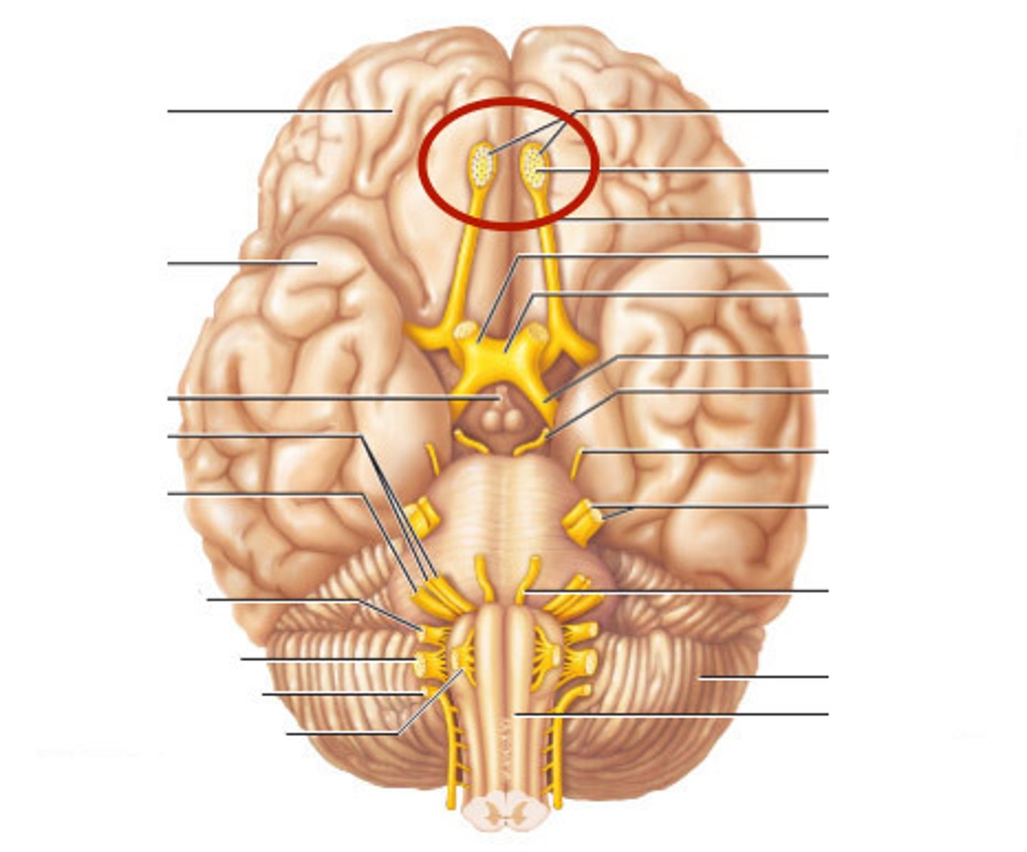 <p>olfactory nerve</p><p>Sensory Nerve - for SMELL only. Originates in the nasal mucosa as fascicles of the olfactory n. Passes thru foramina in the cribriform plate of the ethmoid bone. Ends at the olfactory bulb.</p>