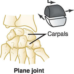 <ul><li><p>Hinge joint (ginglymus): movement in a single plane like a gate hinge (elbow). Only flexion and extension.</p></li><li><p>Gliding (plane) joint: joint surfaces are flat; movement between is a rocking motion of one bone on another, like carpal joints.</p></li><li><p>Pivot joint: rotational around a pivot point, like radio-ulnar joint or atlantoaxial joint</p></li></ul><p></p>
