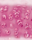 <p>what tissue is this </p>
