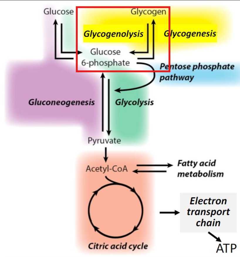 <p>Process where <u>glycogen</u> (readily available energy stored in the body) <u>is broken down</u> into glucose-1-phosphate <u>to be used for energy production</u></p><ul><li><p>Lysis = break down</p></li></ul><p></p>