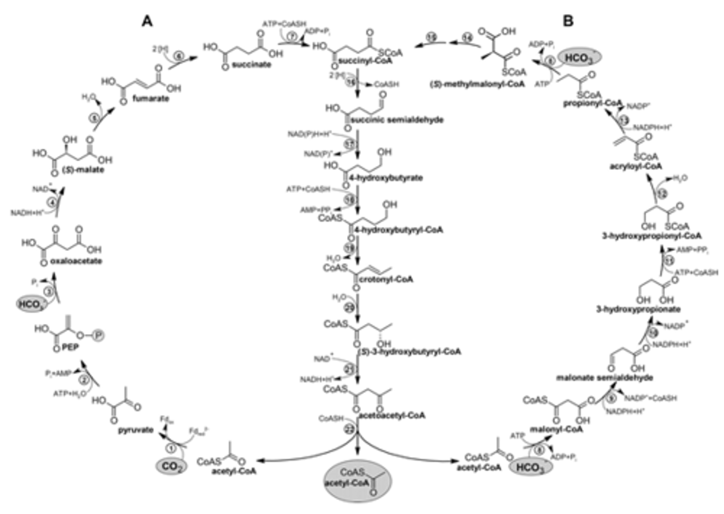 <p>DC/4-HB Pathway</p>