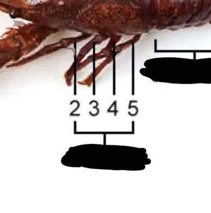 <p>Identify 2, 3, 4, and 5</p>