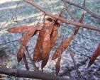 <p><span><mark data-color="unset" style="background-color: unset; color: inherit;">a flat, elongated legume, resembling a pea or bean pod, typically 2-4 inches long</mark>. These pods are initially reddish-green and mature to a deep reddish-brown or purplish-black color by late summer or fall.</span></p>