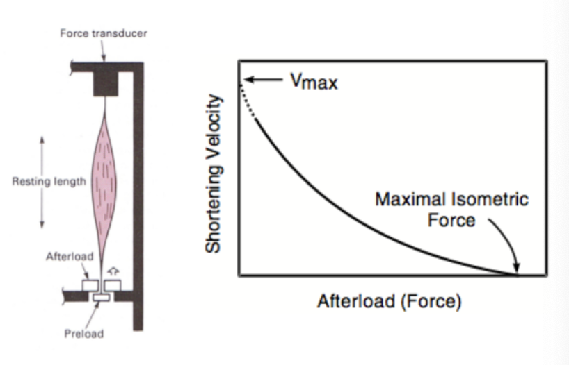 <p>• The papillary muscle is allowed to shorten against varying afterloads</p><p>• Y intercept = maximum shortening velocity at 0 (extrapolated) afterload</p><p>• With increasing afterload, velocity decreases</p><p>• X intercept = the load at which the force cannot lift the loa</p>