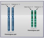 <p><span>A pair of the same chromosome</span></p><p><span>Eukaryotic cells generally contain a pair of each chromosome (one maternal and one paternal)</span></p>