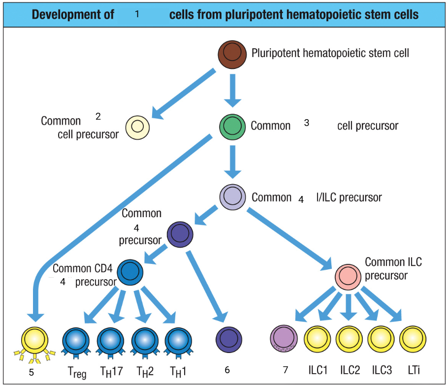 <p>immune cells of the [1] system</p>