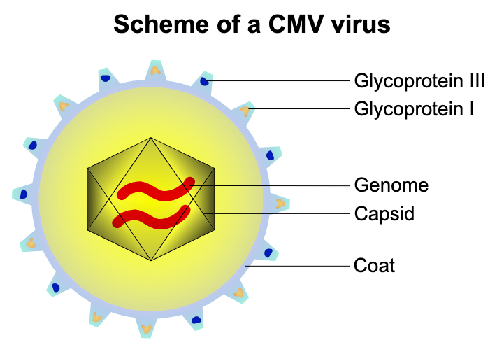 <p>If a virus <strong>does</strong> have an envelope, it will always have ____.</p>