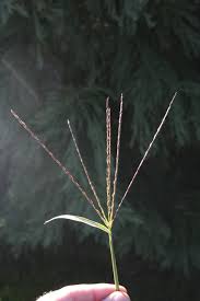 <p>Crab Grass</p>