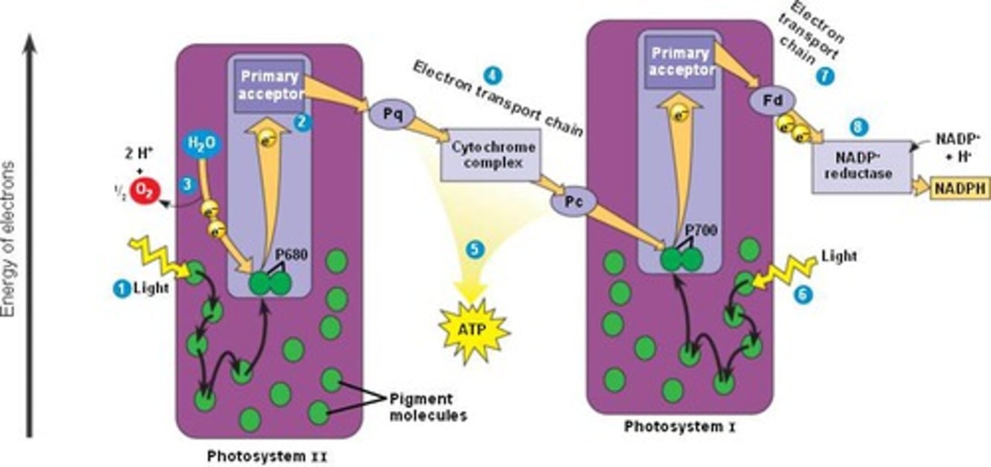 <p>Produces an electrochemical gradient in the first electron transport chain (ETC) and NADPH in the final ETC.</p><p>PS2 --&gt; ETC1 --&gt; PS1 --&gt; ETC2 --&gt; NADPH</p>
