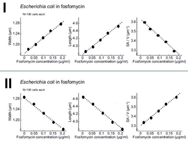 <p>Which of the figures below shows the cell size response observed in an experiment testing the effects of increasing concentrations of the antibiotic fosfomycin on bacteria cell size? Note that the size change increased resistance to the antibiotic. Select one: a. I b. II c. neither set of figure shows a typical cell size response to antibiotics</p>